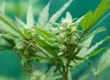 cbd usos que es