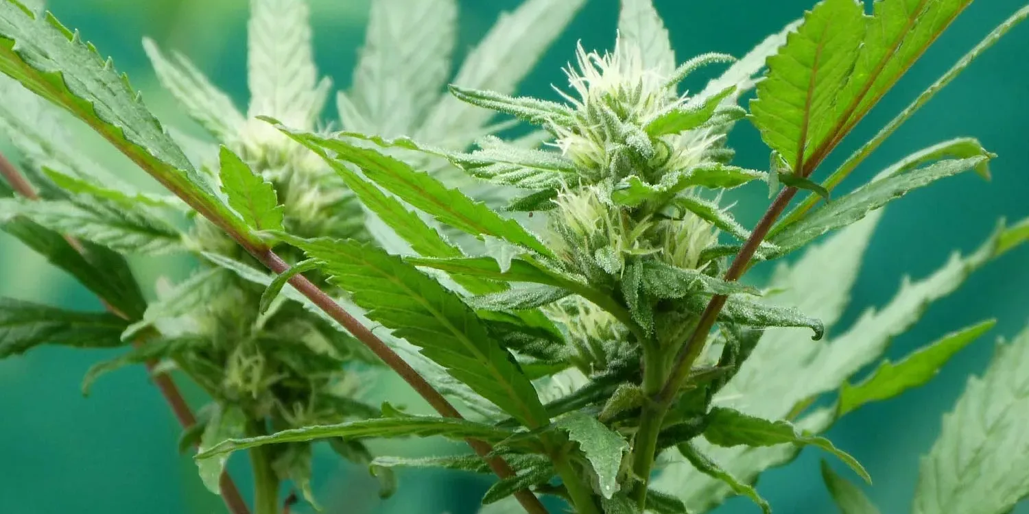 cbd usos que es