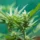 cbd usos que es