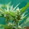 cbd usos que es