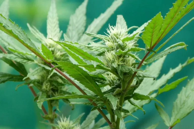 cbd usos que es