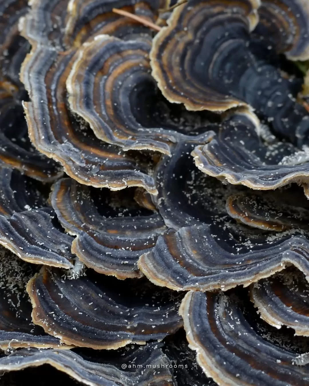 Cola de Pavo-Turkey Tail INMUNO 60caps - Imagen 2