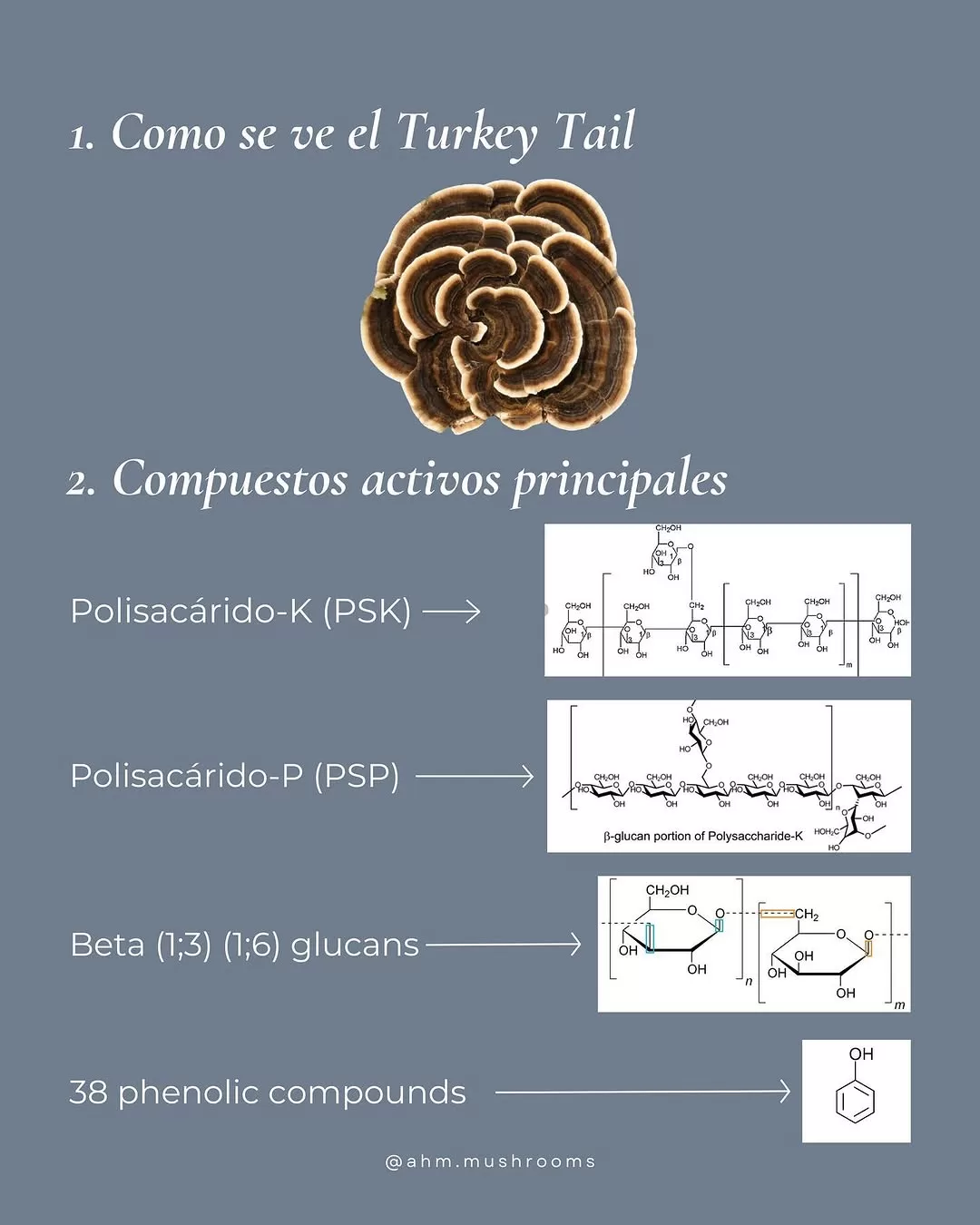 Cola de Pavo-Turkey Tail INMUNO 60caps - Imagen 6